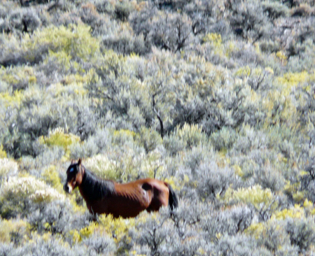 Wild Horse