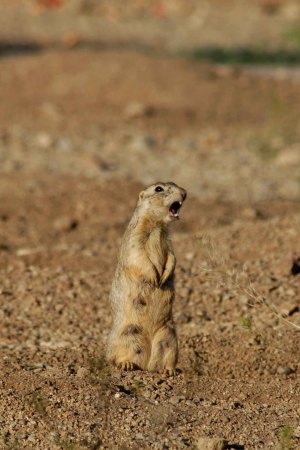 Prairie Dog