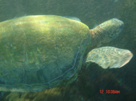 Diving with Turtles in Hawaii