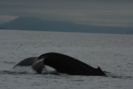 Humpback Whale