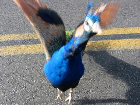 peacockattacks