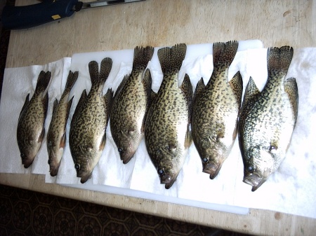 Nice crappies