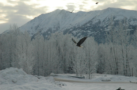 Eagles in the winter