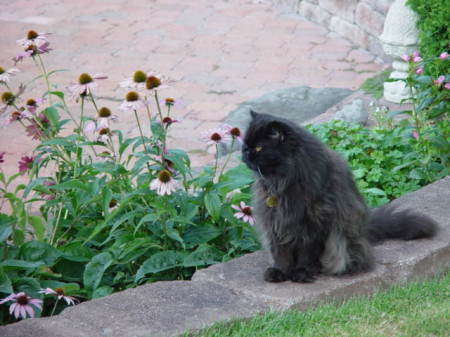 Bear in our garden