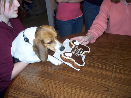 Copper's 1st birthday