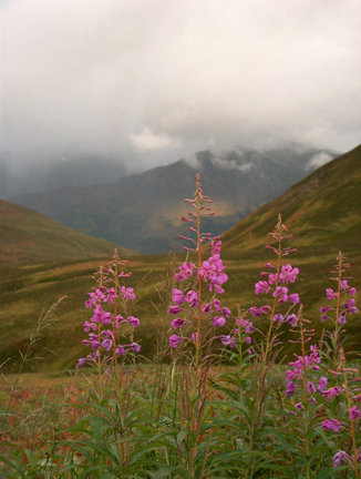 fireweed