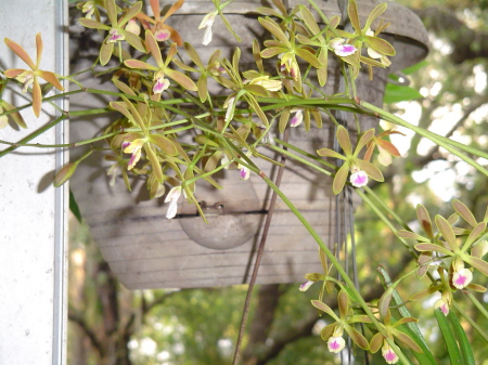 Tree frog on his 'porch'