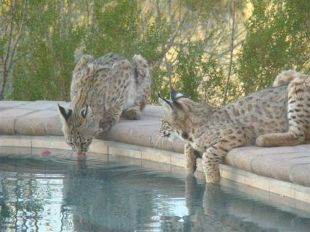 My future cat's parents