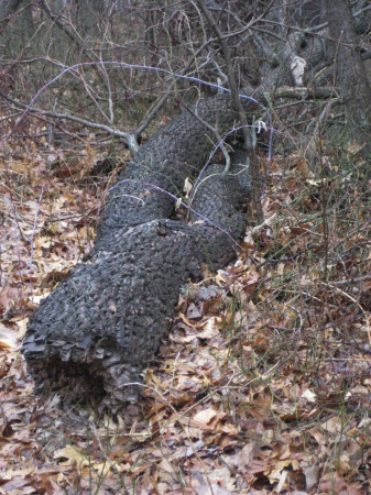 Log Torso