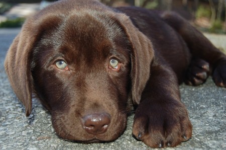Rocco - English Chocolate Labrador