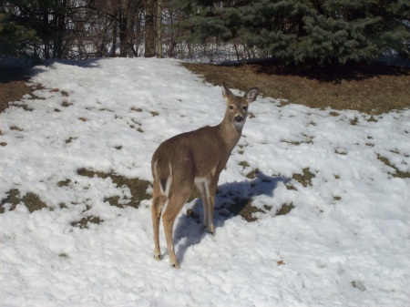 Deer in my yard in Feb of 08