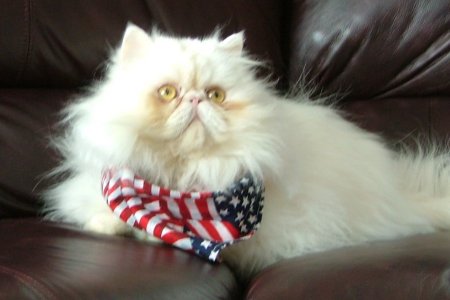 Patriotic kitty