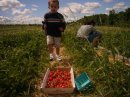 James in strawberries