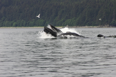 Humpbacks in Juneau