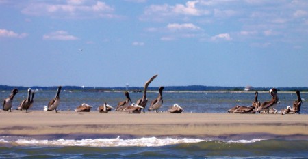 races and pelicans 006