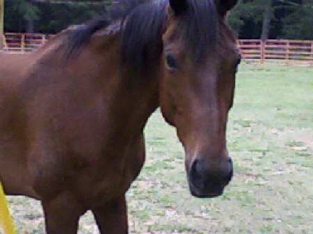 Applejack my horse