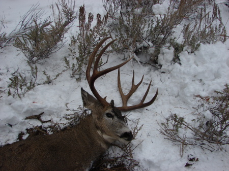 2007's Big Buck