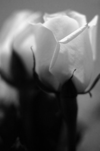A white rose 4 u!