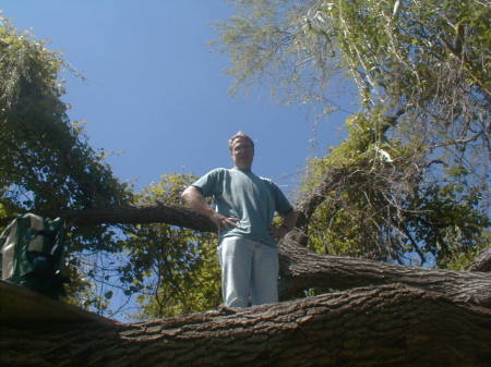 dad in tree