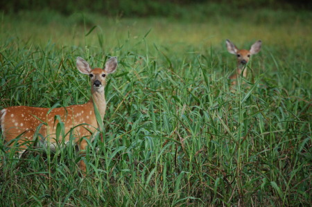 dsc_0011 Deer at Paris...LBL