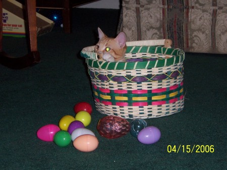 The Easter Kitty