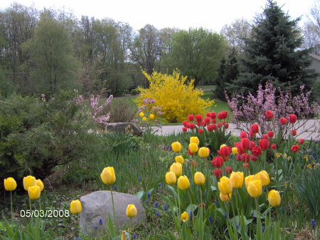 Spring 2008 Tulips