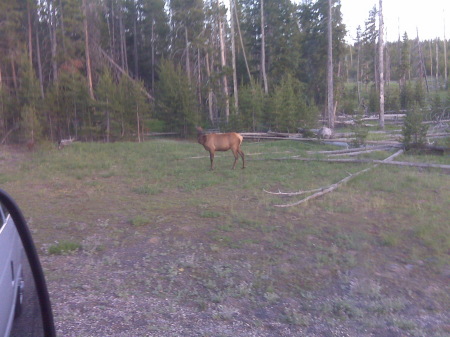 Elk at Yellowstone