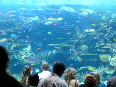 GA aquarium