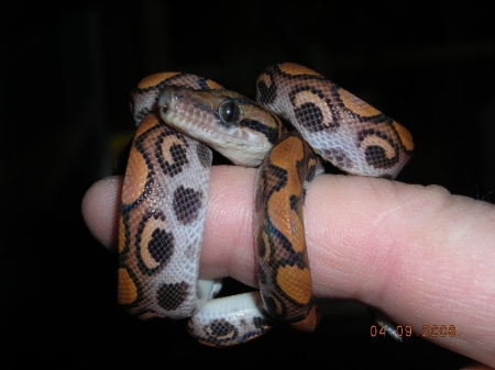 rainbow boa