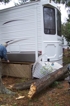 Trees vs trailer