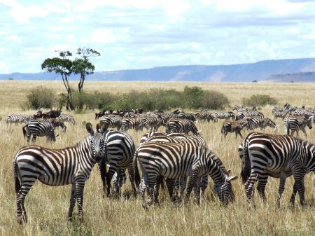 Zebras in Masai Mara, Kenya, 2006