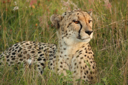 South Africa Safari