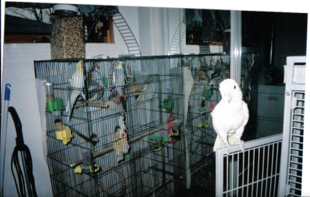 1 COCKATOO,4 COCKATIELS