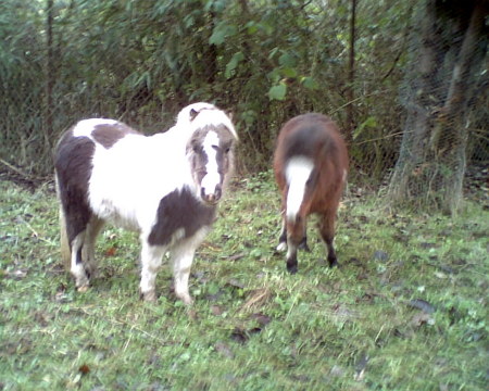 minie horses