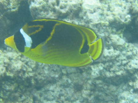 Hawaiian State fish