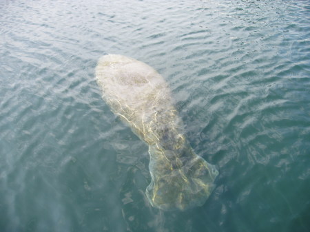 Big Sea Cow - Manatee