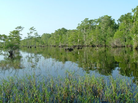 blue cypress 2008 april 11th 006