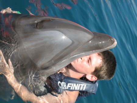 Swimming with dolphins