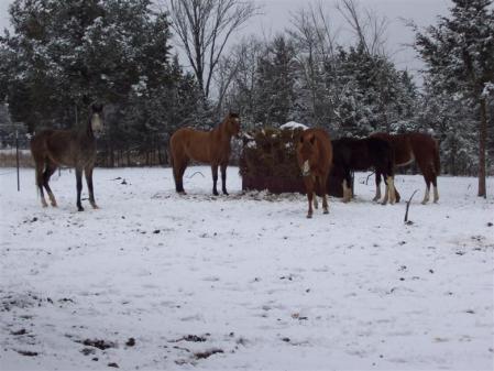 02-08 Horses in the Snow (8)