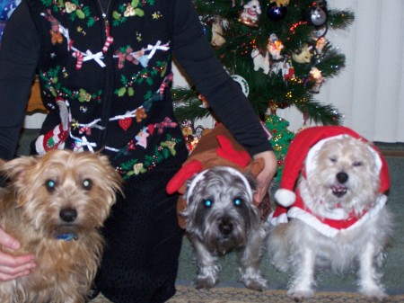 Christmas pups