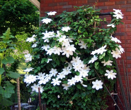 Bucky's clematis