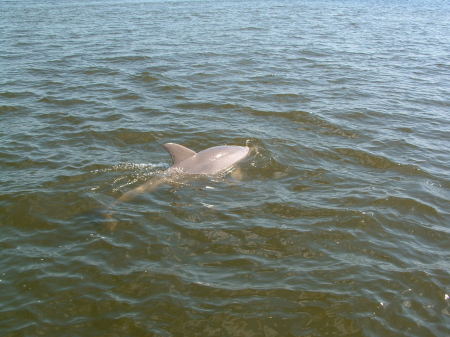 baby dolphin local wildlife
