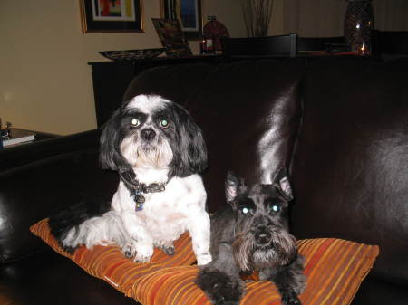 Our dogs - Moby and Marley