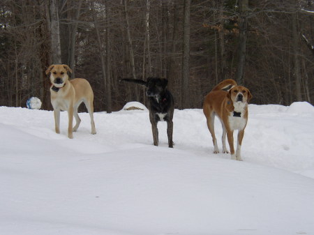 The Pack!