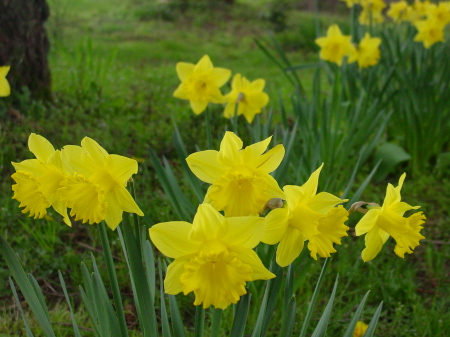 Daffodils