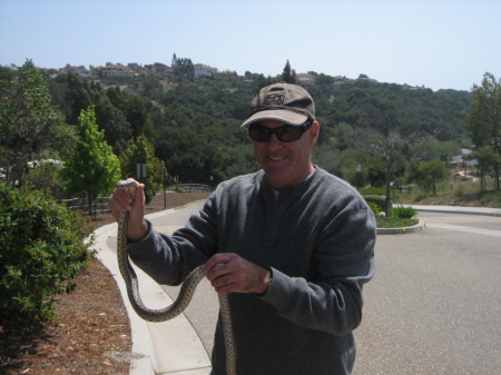 Gopher Snake