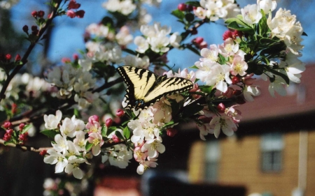 Butterfly on our hawthorn tree