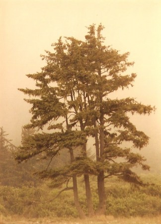 Trees on the CA coast