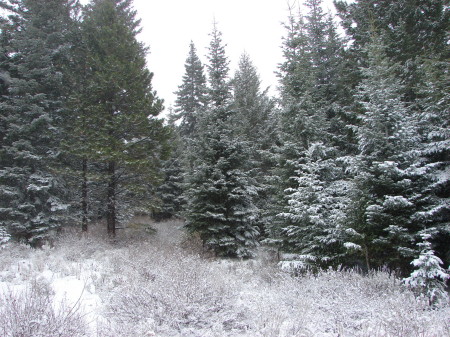 Snowy Deer Season