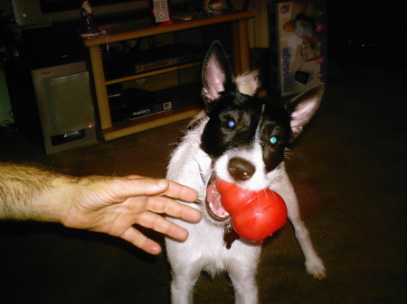 Max our Fox Terror!